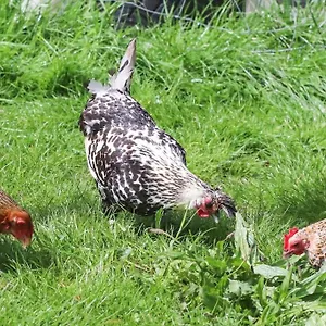  Hébergement de vacances A La Ferme